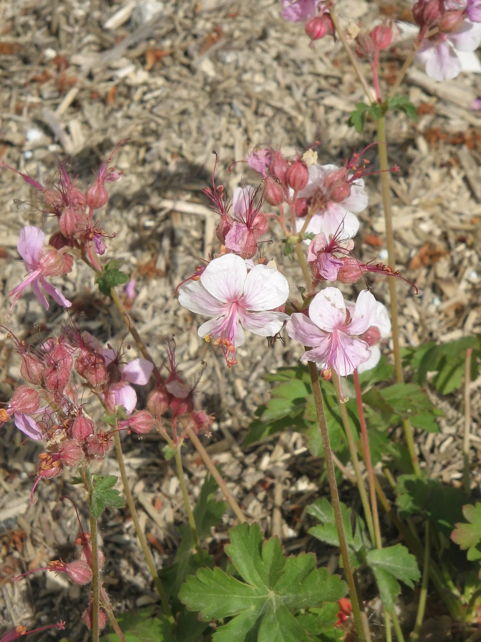 Bevan's Variety Geranium (Geranium Macrorrhizum 'Bevan's Variety') — contributing to its appeal in a residential landscape.<br><br>With all these, image 48