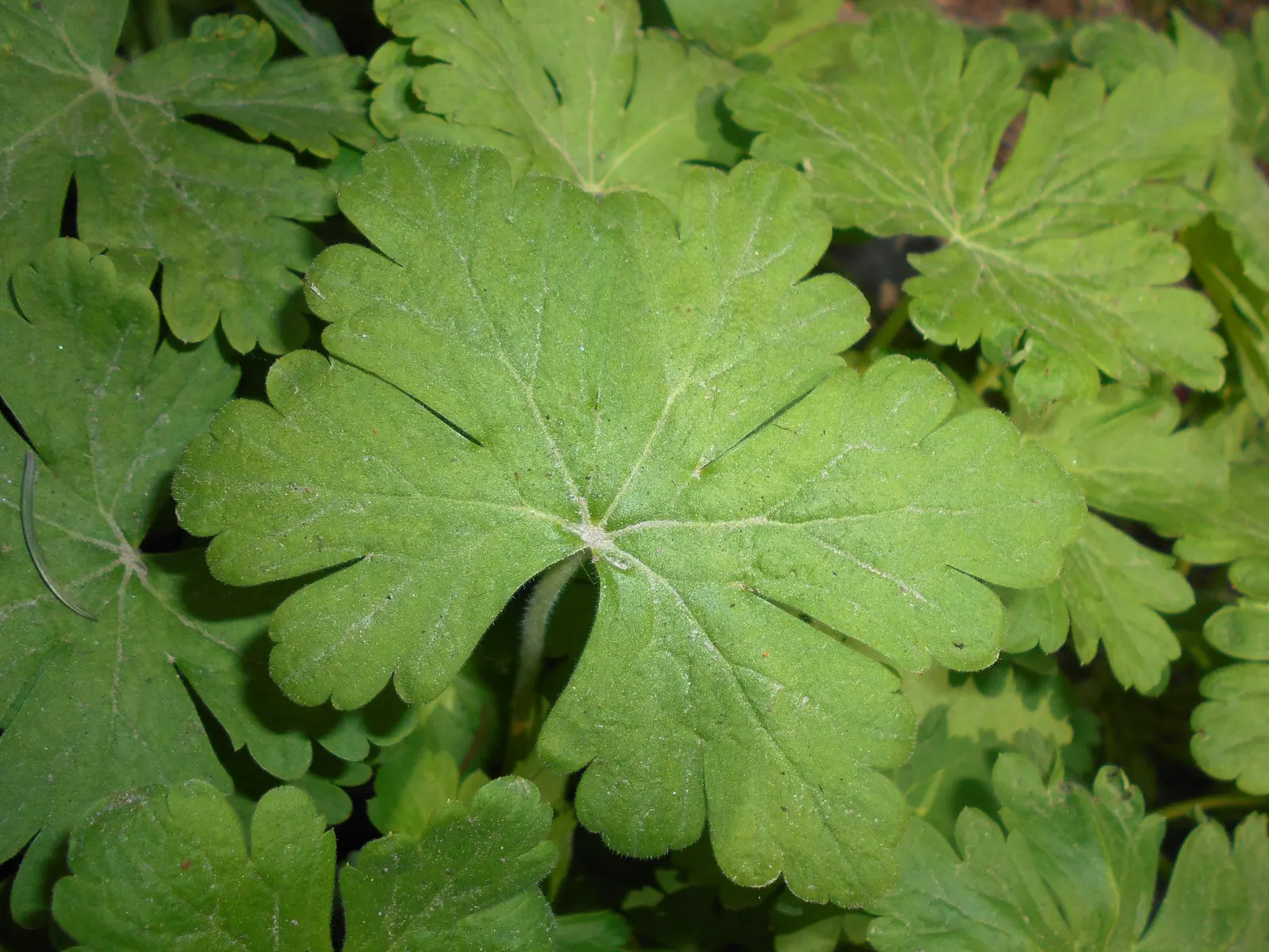 Bevan's Variety Geranium (Geranium Macrorrhizum 'Bevan's Variety') — the Bevan's Variety can effectively suppress weeds due to its spreading habit