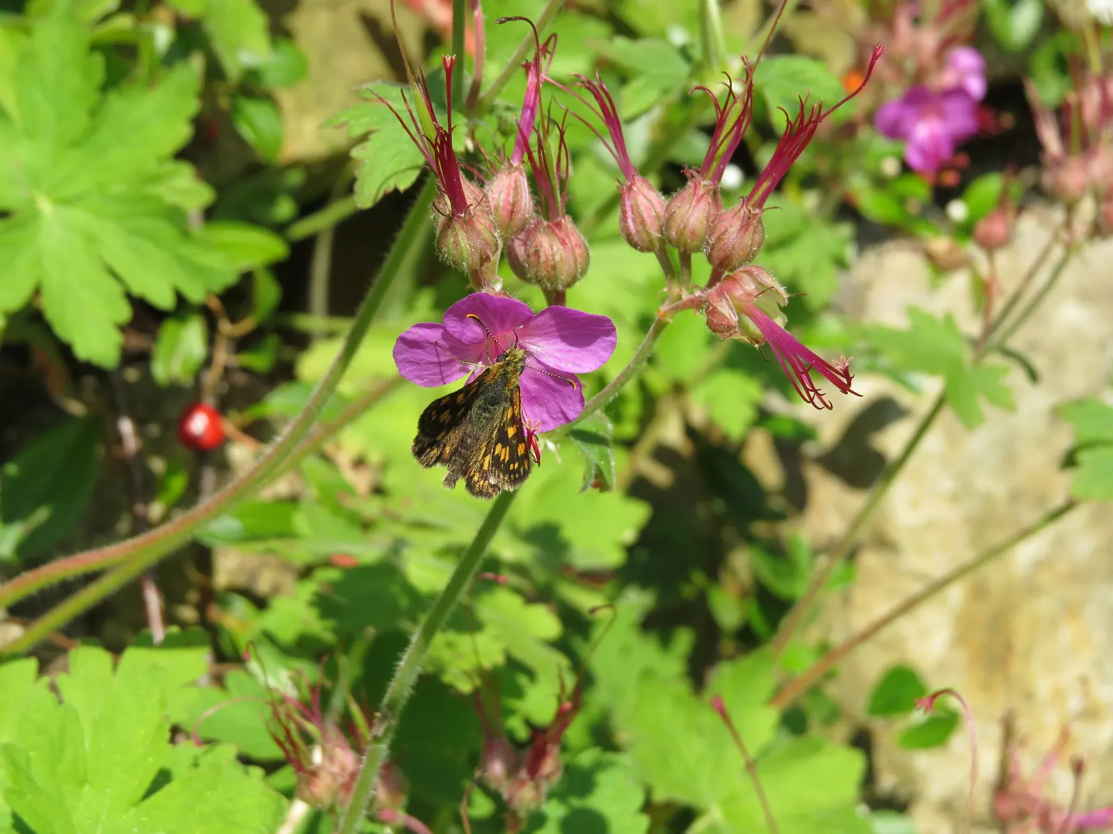 Bevan's Variety Geranium (Geranium Macrorrhizum 'Bevan's Variety') — It typically reaches 12-18 inches in height and spreads 18-24 inches, suitable, image 55