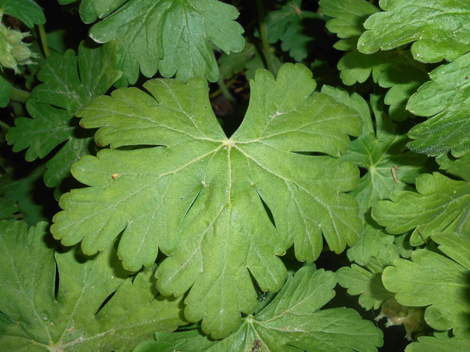 Bevan's Variety Geranium (Geranium Macrorrhizum 'Bevan's Variety') — with a bloom span of late spring to early summer