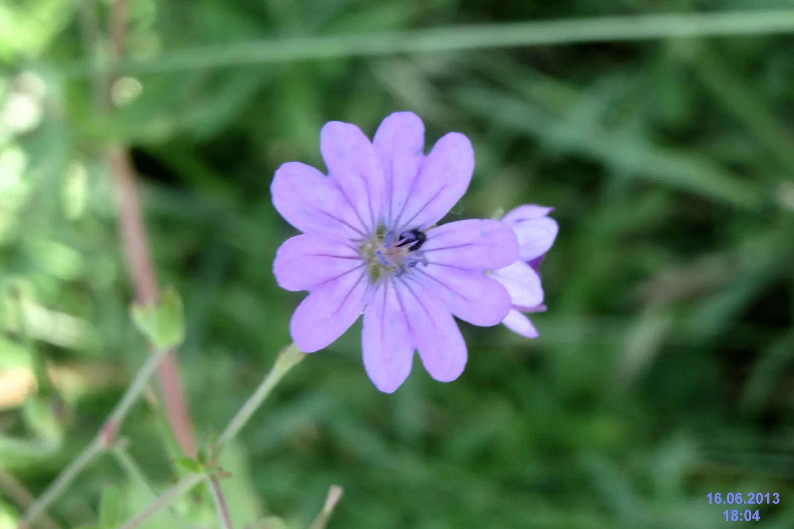 Bevan's Variety Geranium (Geranium Macrorrhizum 'Bevan's Variety') — typically reaching heights of 12 to 18 inches with a similar spread.<br><br>In, image 61