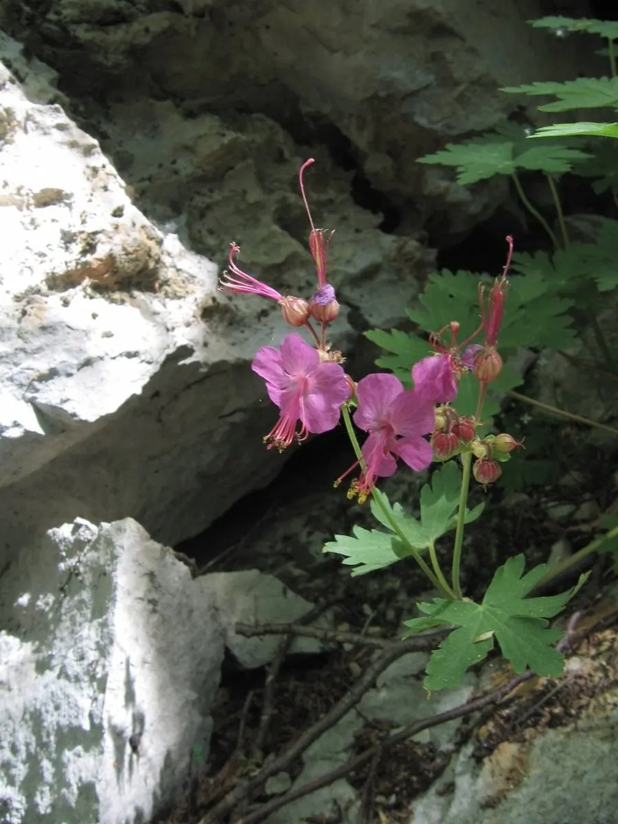 Bevan's Variety Geranium (Geranium Macrorrhizum 'Bevan's Variety') — Hardy in zones 4-8, it thrives in partial to full sun and well-drained soil