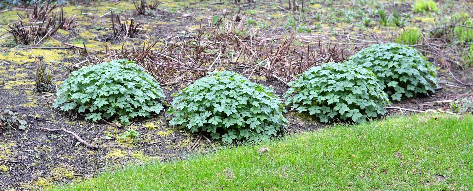 Bevan's Variety Geranium (Geranium Macrorrhizum 'Bevan's Variety') — ground cover / perennial for full or half; offering great aesthetic and functional value