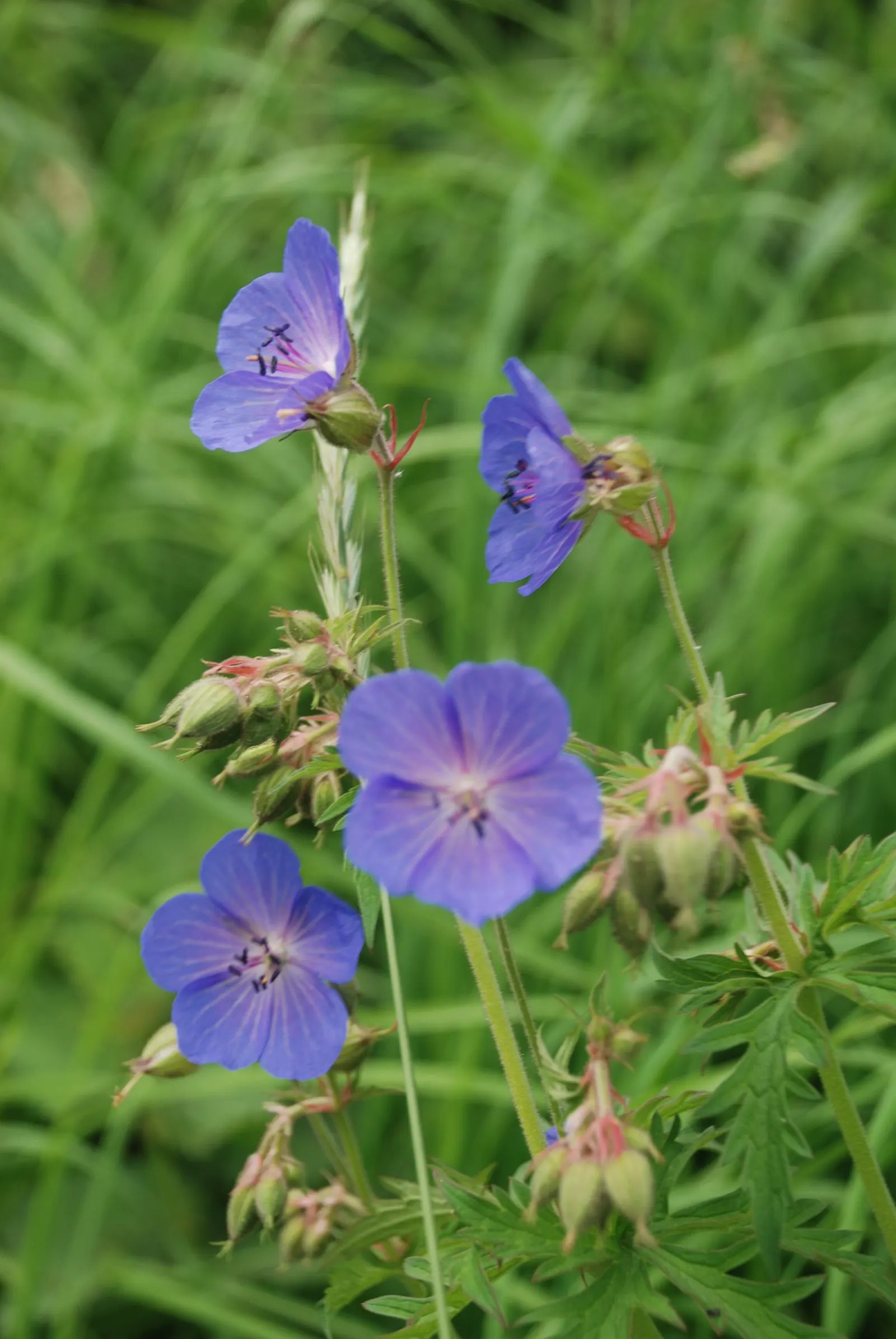 Bevan's Variety Geranium (Geranium Macrorrhizum 'Bevan's Variety') — offers attractive deep magenta flowers atop aromatic foliage