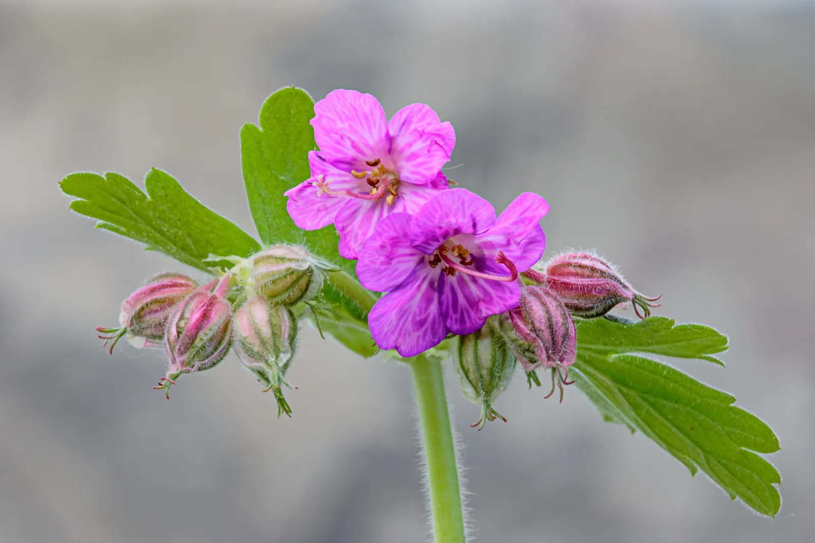 Bevan's Variety Geranium (Geranium Macrorrhizum 'Bevan's Variety') — attracting pollinators like bees and butterflies to the, image 41