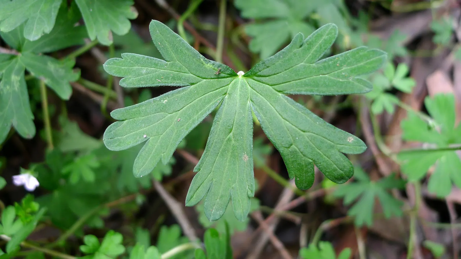 Bevan's Variety Geranium (Geranium Macrorrhizum 'Bevan's Variety') — well-drained soil and exhibits excellent drought resistance once established, image 69