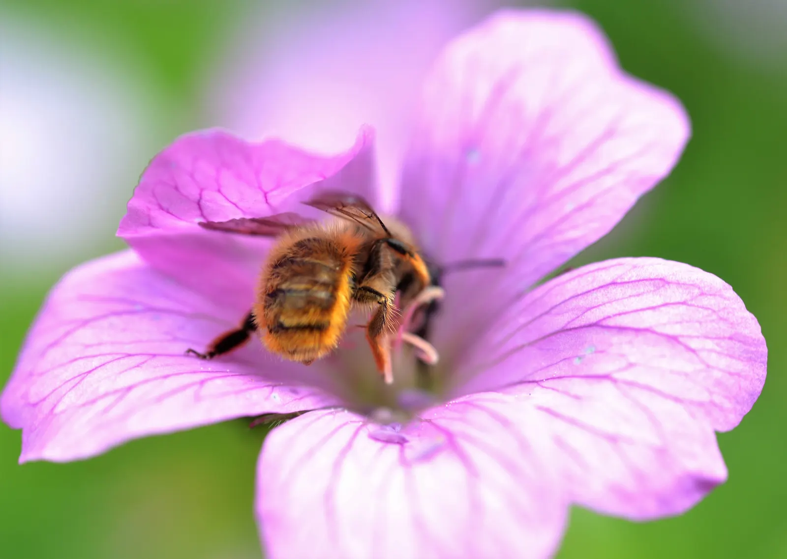 Bevan's Variety Geranium (Geranium Macrorrhizum 'Bevan's Variety') — with a bloom span of late spring to early summer; each with five rounded petals