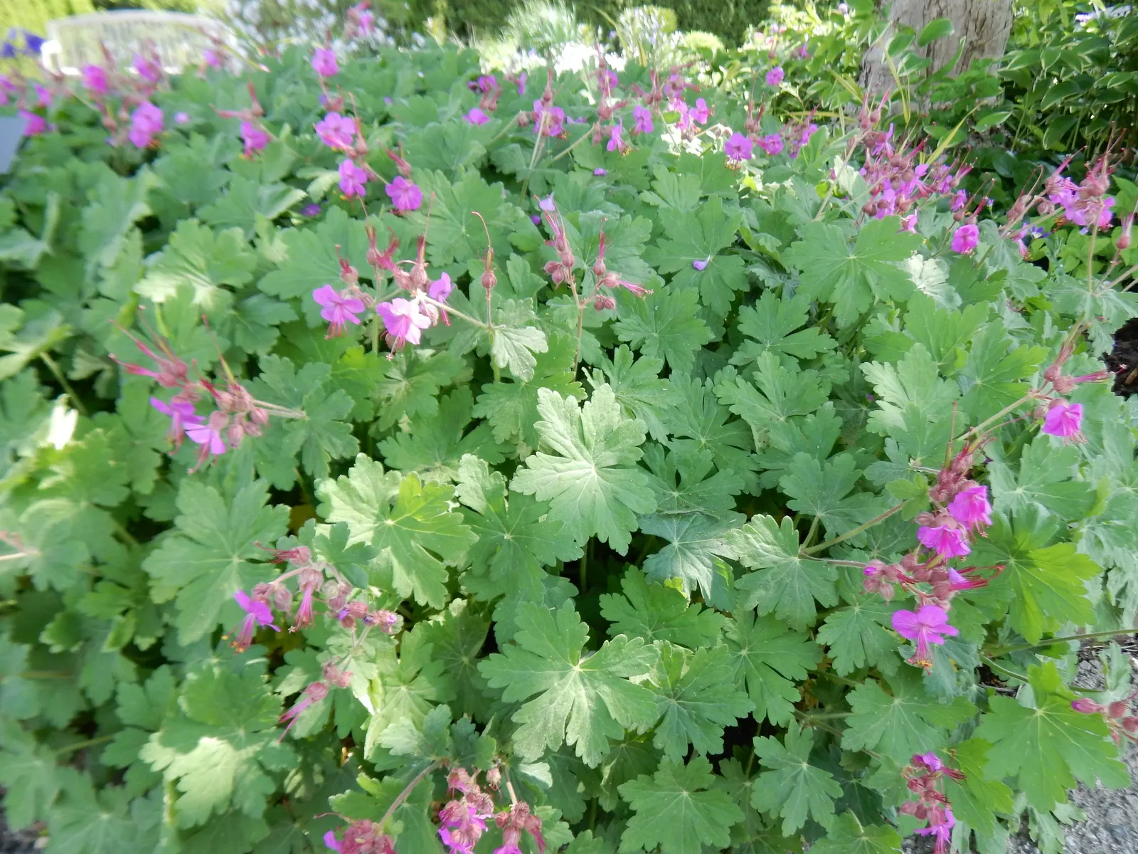 Bevan's Variety Geranium (Geranium Macrorrhizum 'Bevan's Variety') — It excels in moderately fertile; low maintenance, it's ideal for borders or rock gardens