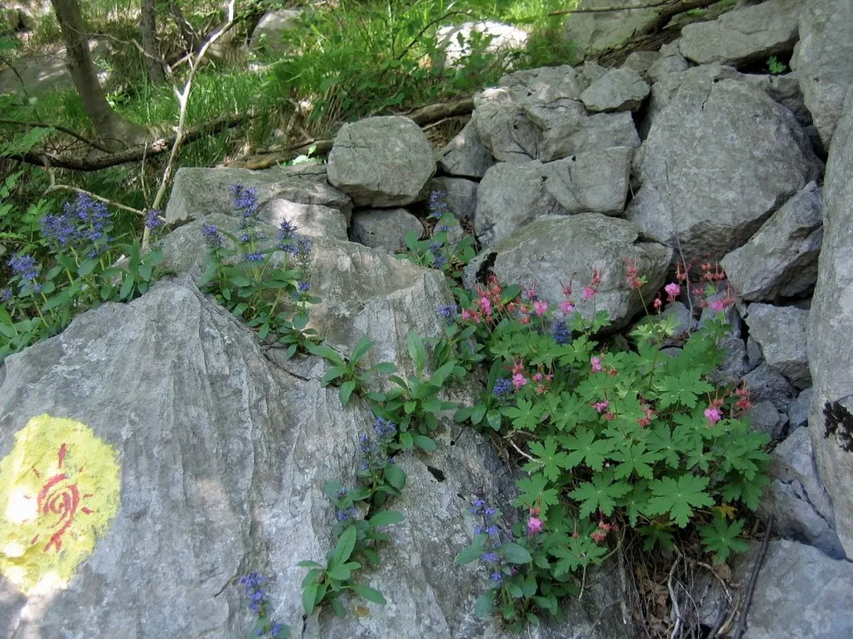 Bevan's Variety Geranium (Geranium Macrorrhizum 'Bevan's Variety') — Low maintenance, it's ideal for borders or rock gardens and is deer resistant; commonly