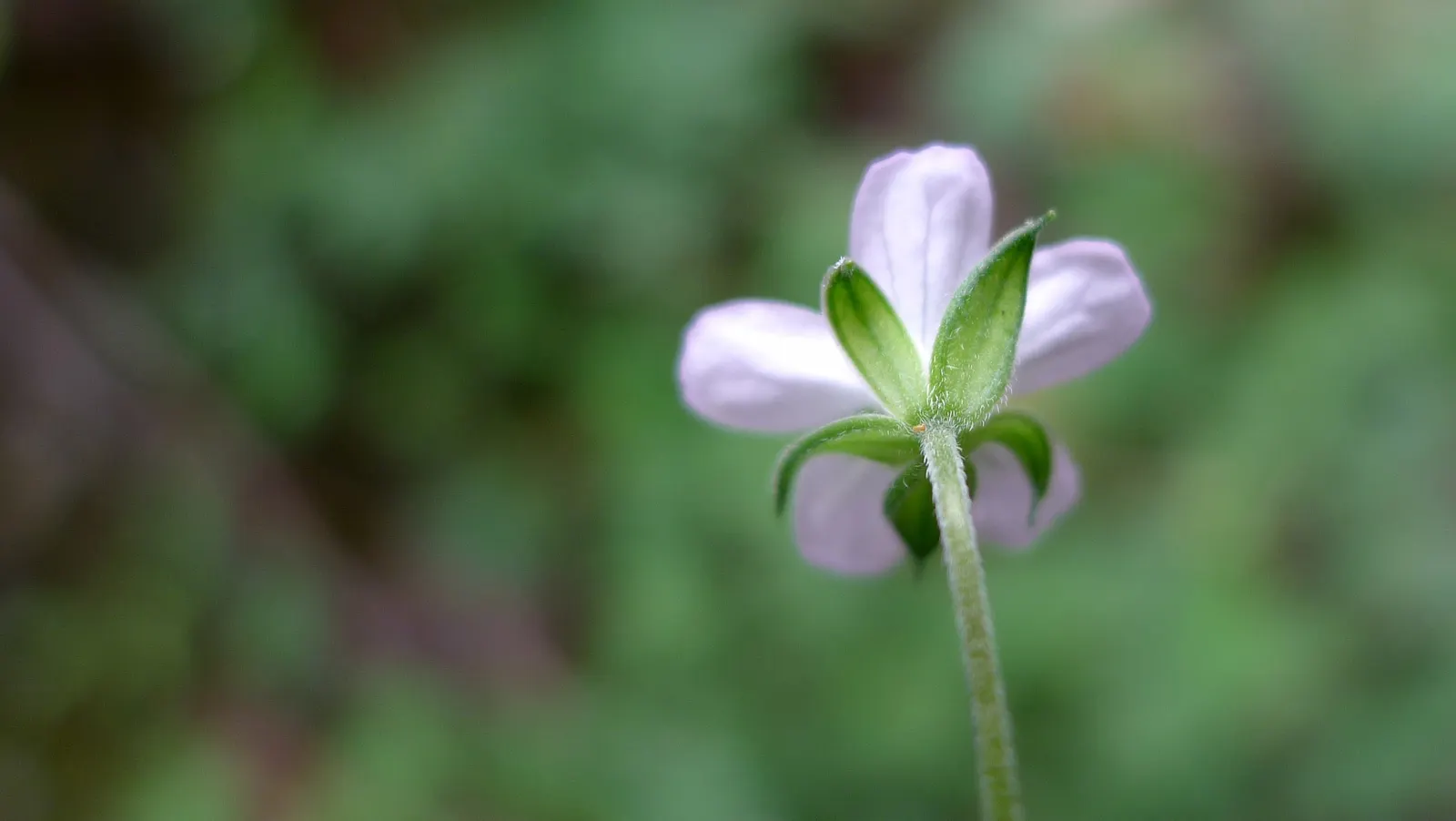 Bevan's Variety Geranium (Geranium Macrorrhizum 'Bevan's Variety') — These blossoms stand on slender stems; the Bevan's Variety showcases its, image 65