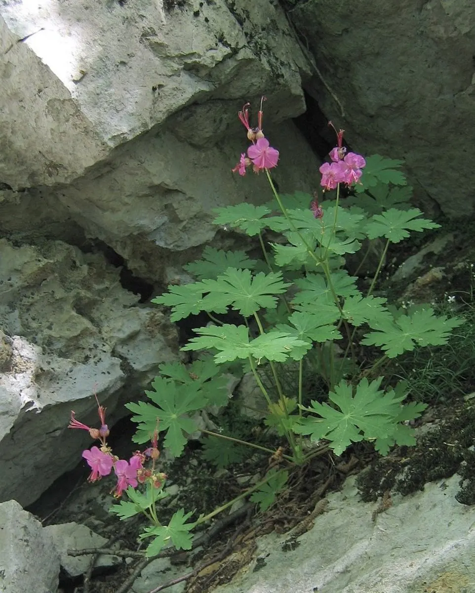 Bevan's Variety Geranium (Geranium Macrorrhizum 'Bevan's Variety') — lobed foliage which grows densely into a lush; offers attractive deep magenta flowers atop