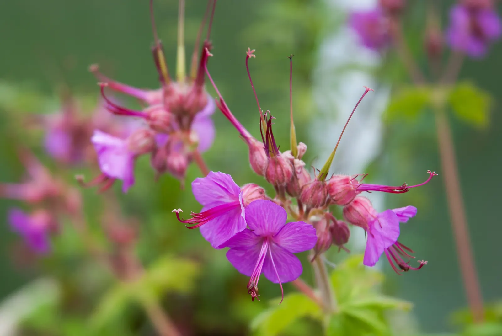 Bevan's Variety Geranium (Geranium Macrorrhizum 'Bevan's Variety') — and groundcover applications.<br><br>Easy to propagate by division; ground cover /
