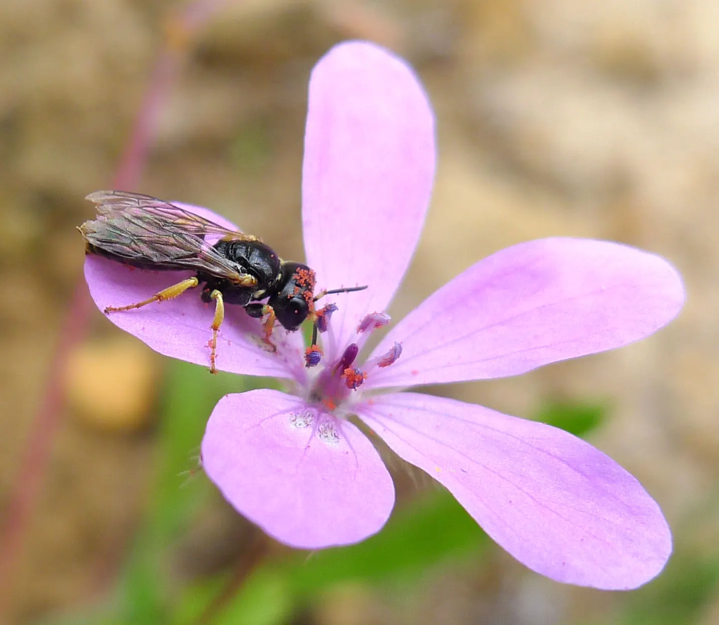 Bevan's Variety Geranium (Geranium Macrorrhizum 'Bevan's Variety') — well-drained soil and exhibits excellent drought resistance once established