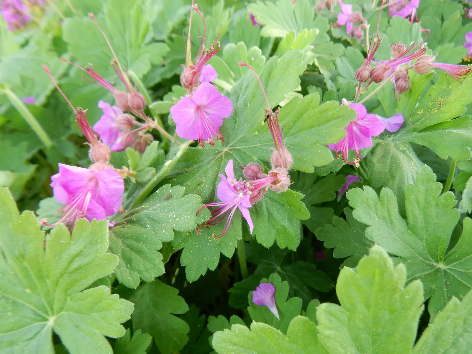 Bevan's Variety Geranium (Geranium Macrorrhizum 'Bevan's Variety') — creating a striking visual against the slightly hairy; it typically reaches 12-18 inches