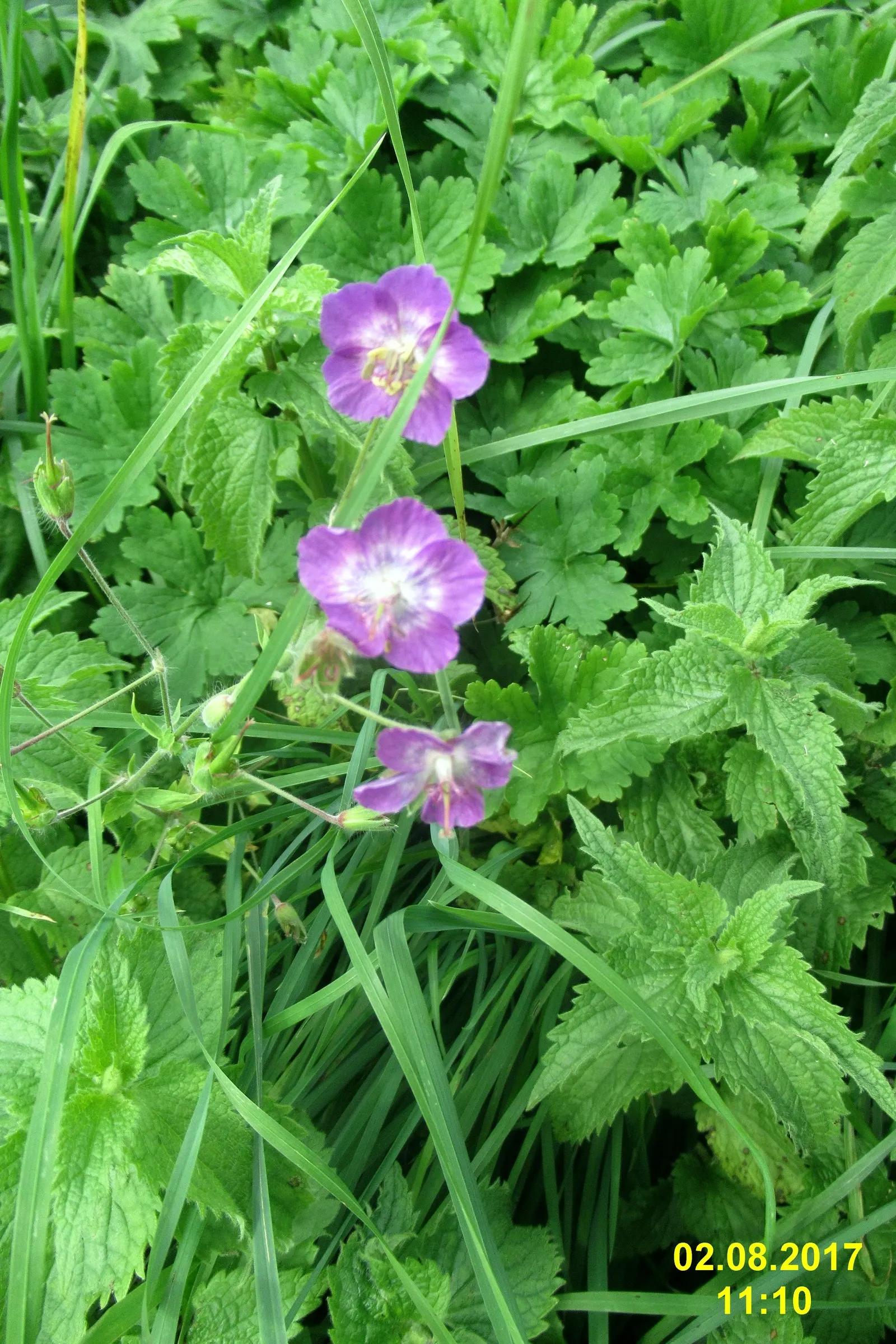 Bevan's Variety Geranium (Geranium Macrorrhizum 'Bevan's Variety') — typically reaching heights of 12 to 18 inches with a similar spread.<br><br>In late spring