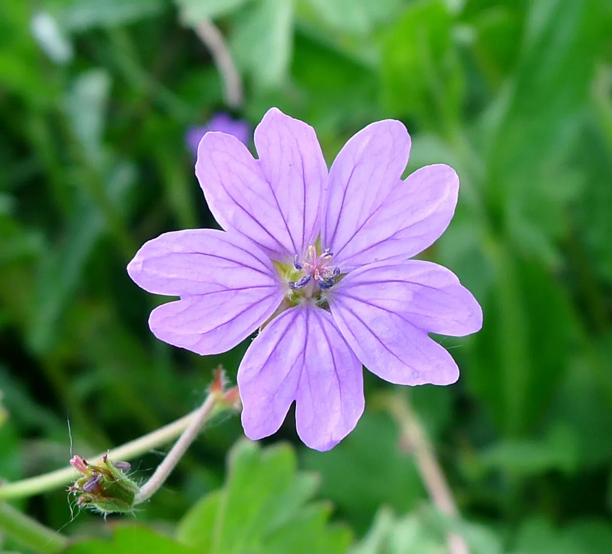 Bevan's Variety Geranium (Geranium Macrorrhizum 'Bevan's Variety') — lobed foliage which grows densely into a lush; offers attractive deep magenta, image 60