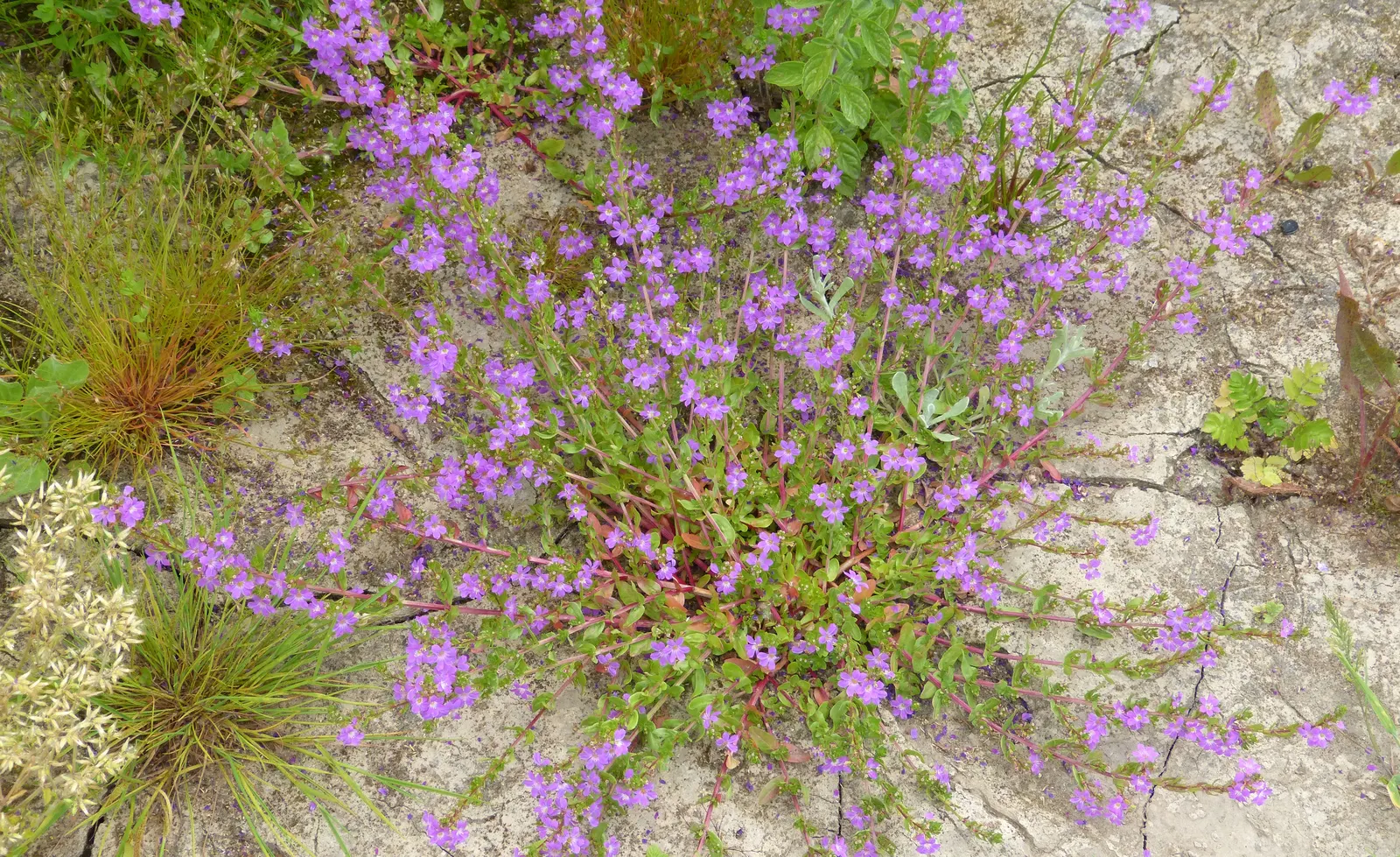 Bevan's Variety Geranium (Geranium Macrorrhizum 'Bevan's Variety') — ground cover / perennial with purple blooms