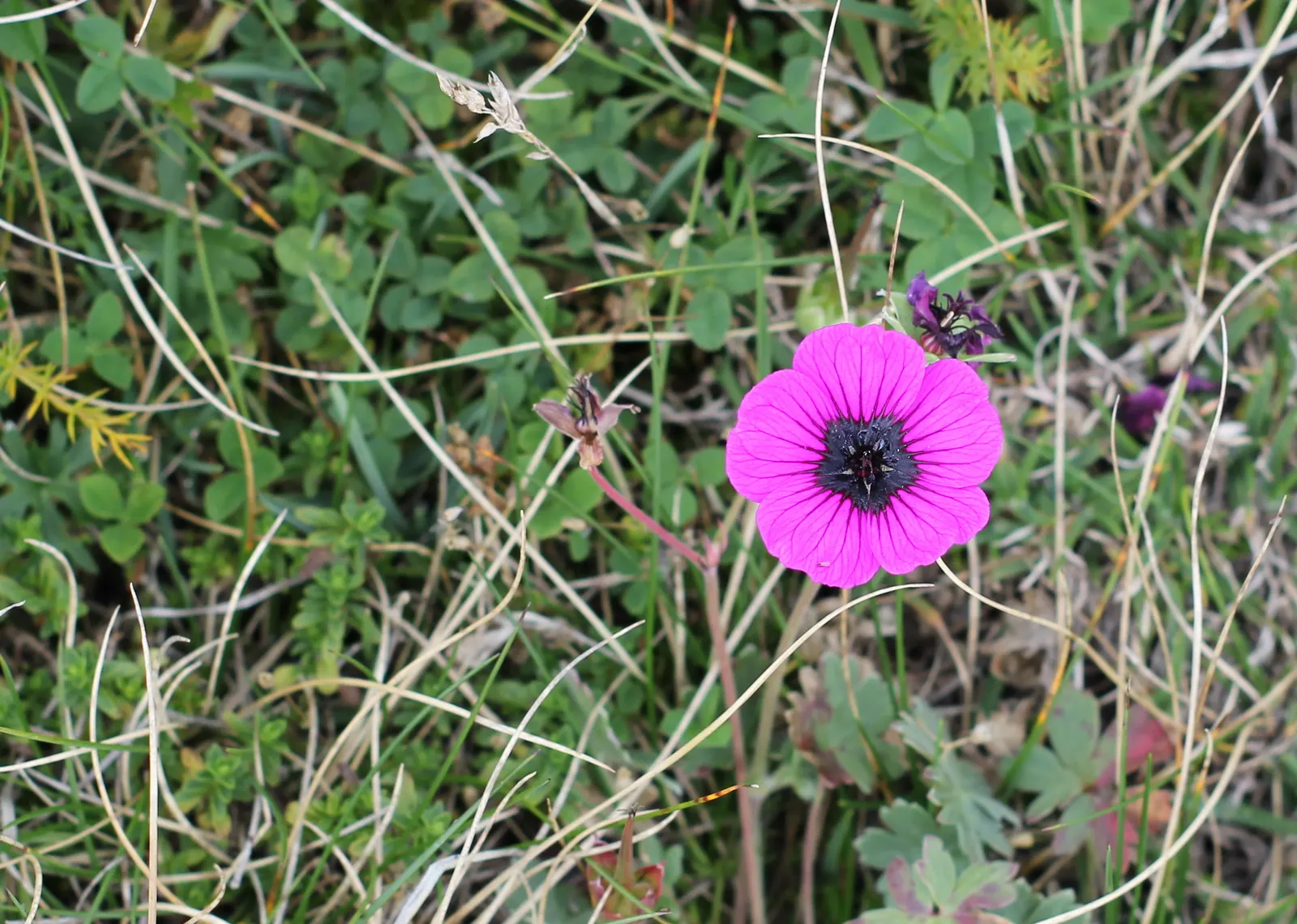 Bevan's Variety Geranium (Geranium Macrorrhizum 'Bevan's Variety') — its aromatic leaves can deter deer and other herbivores; rising just above the foliage to