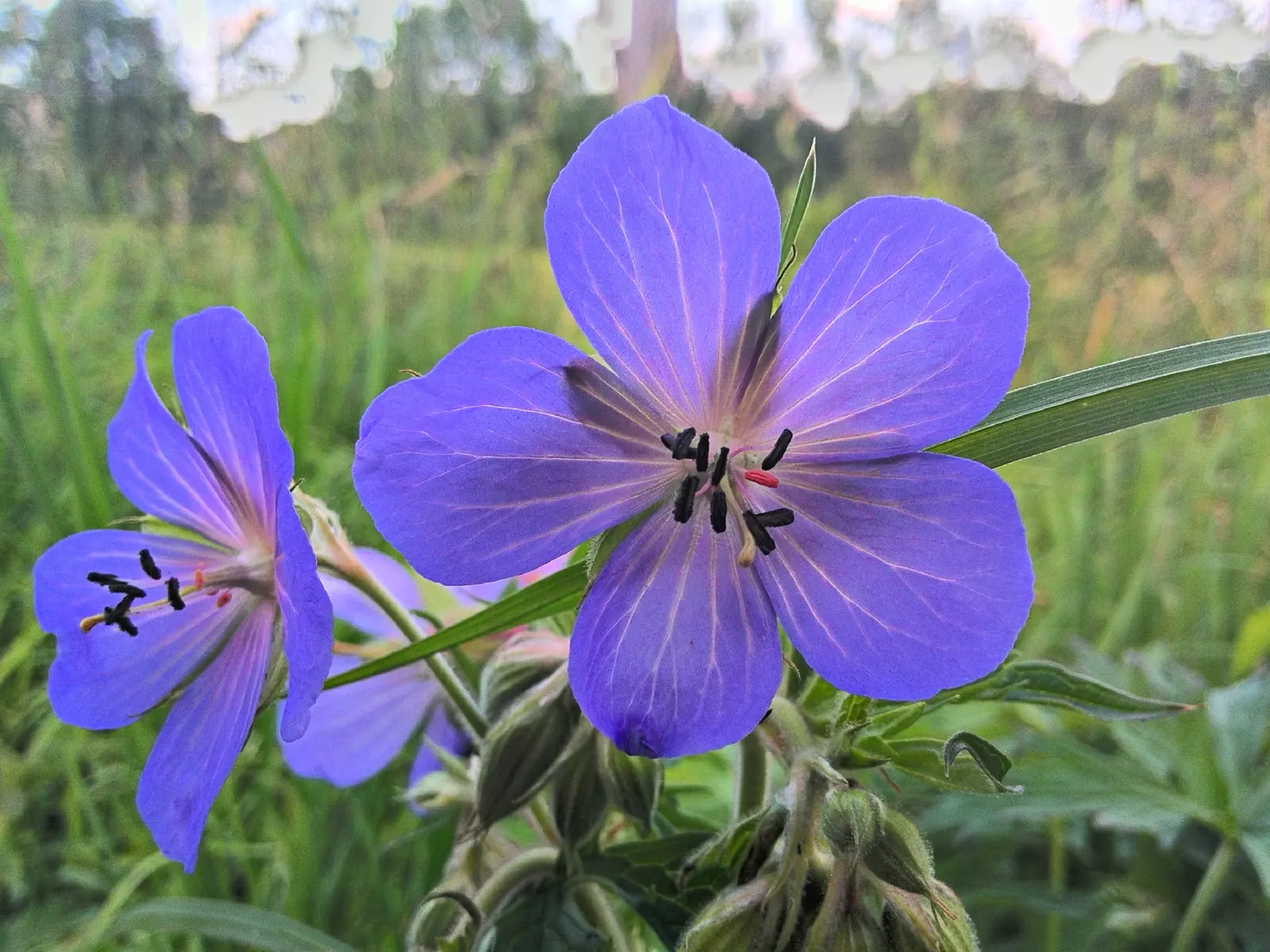 Bevan's Variety Geranium (Geranium Macrorrhizum 'Bevan's Variety') — and groundcover applications.<br><br>Easy to propagate by division