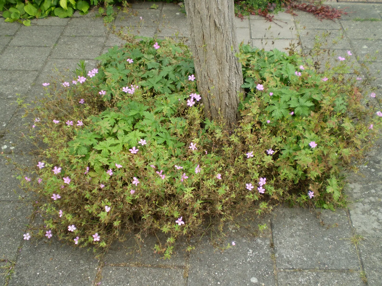 Bevan's Variety Geranium (Geranium Macrorrhizum 'Bevan's Variety') — each with five rounded petals; contributing to its appeal in a residential