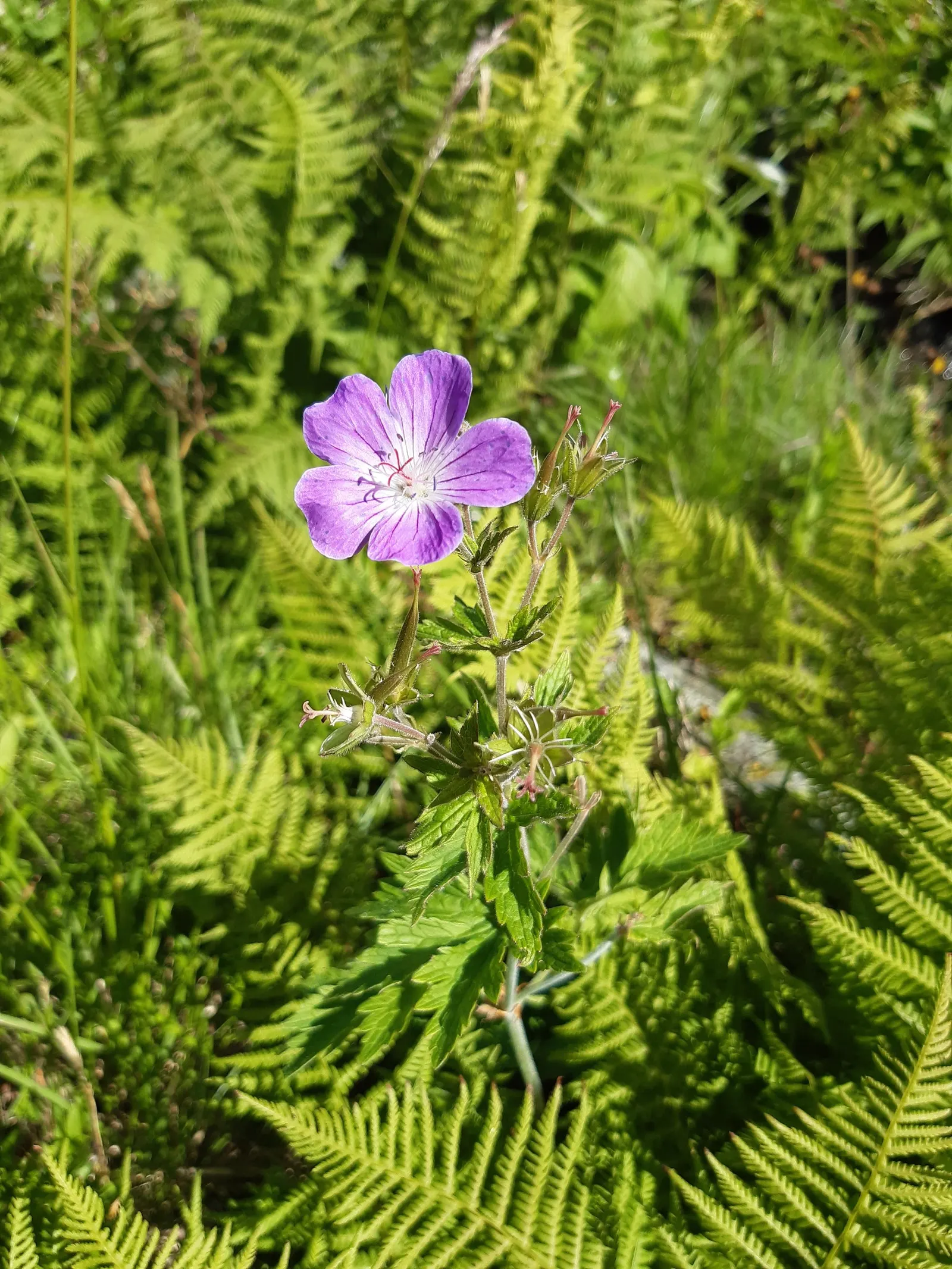 Bevan's Variety Geranium (Geranium Macrorrhizum 'Bevan's Variety') — each with five rounded petals