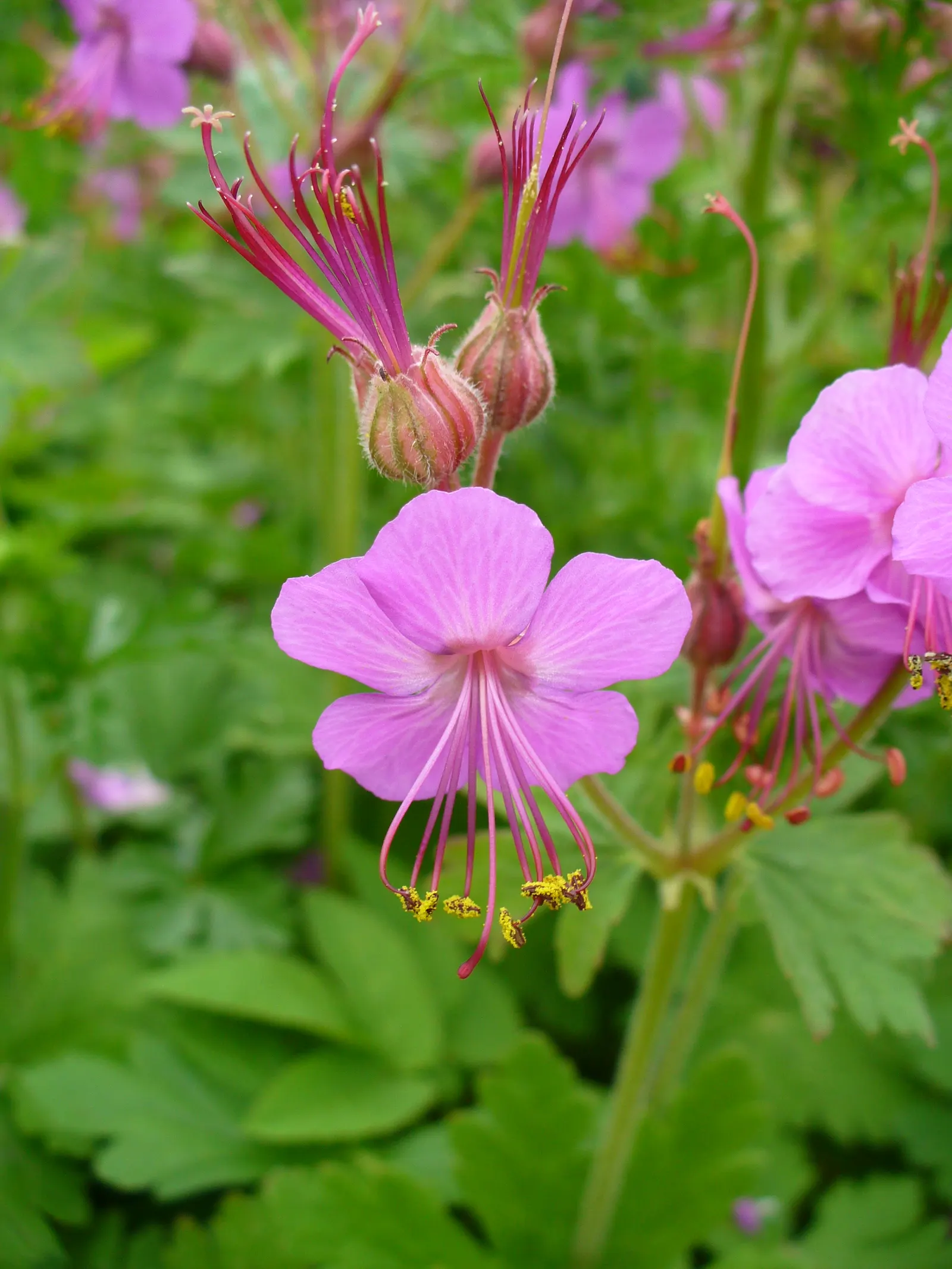 Bevan's Variety Geranium (Geranium Macrorrhizum 'Bevan's Variety') — offers attractive deep magenta flowers atop aromatic foliage; hardy in zones, image 53