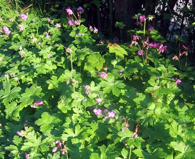 Bevan's Variety Geranium (Geranium Macrorrhizum 'Bevan's Variety') — This cultivar is celebrated for its aromatic