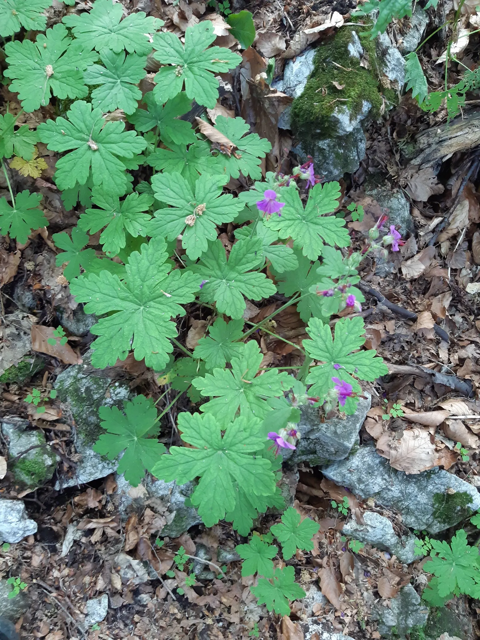 Bevan's Variety Geranium (Geranium Macrorrhizum 'Bevan's Variety') — Hardy in zones 4-8, it thrives in partial to full sun and well-drained soil, image 56