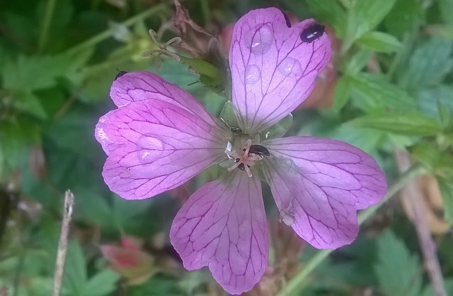 Bevan's Variety Geranium (Geranium Macrorrhizum 'Bevan's Variety') — commonly referred to as Bevan's Variety Geranium; these blossoms stand on slender stems