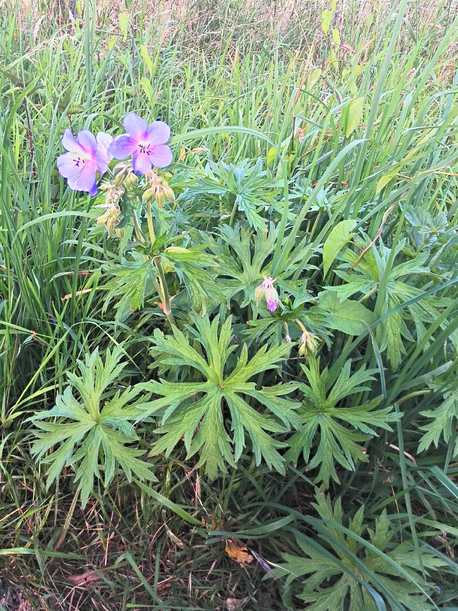 Bevan's Variety Geranium (Geranium Macrorrhizum 'Bevan's Variety') — offering great aesthetic and functional value to any outdoor space