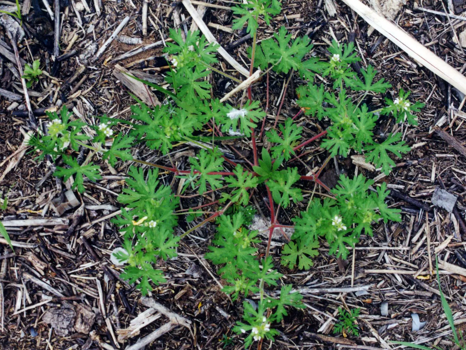 Bevan's Variety Geranium (Geranium Macrorrhizum 'Bevan's Variety') — These blossoms stand on slender stems; the Bevan's Variety showcases its vibrant
