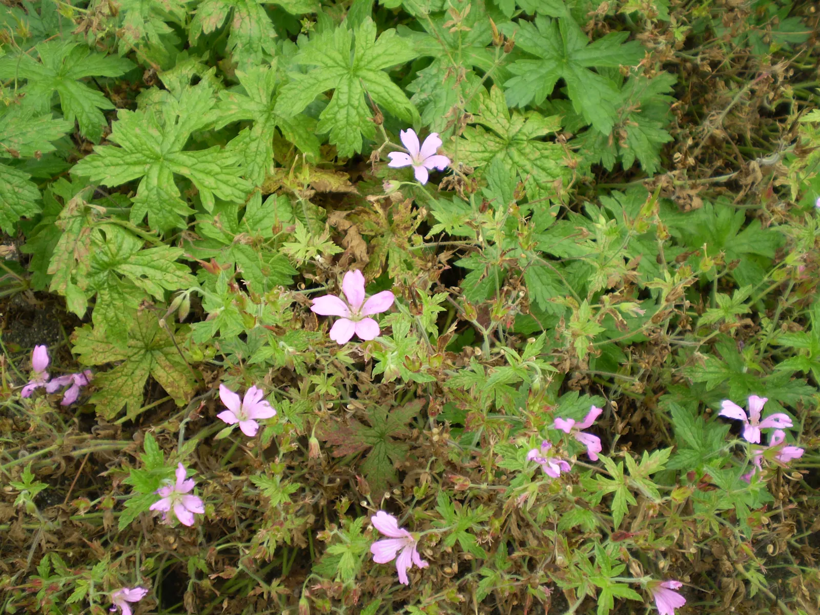 Bevan's Variety Geranium (Geranium Macrorrhizum 'Bevan's Variety') — making it suitable for rock gardens; and groundcover applications.<br><br>Easy to