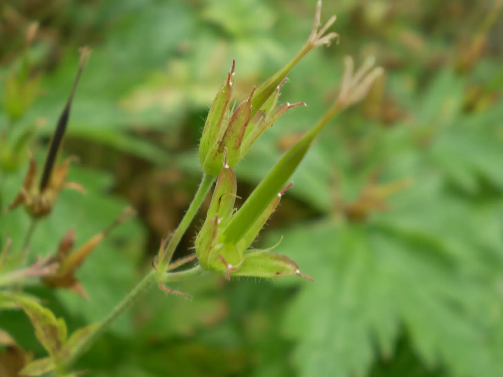 Bevan's Variety Geranium (Geranium Macrorrhizum 'Bevan's Variety') — This cultivar is celebrated for its aromatic; the Bevan's Variety can effectively suppress