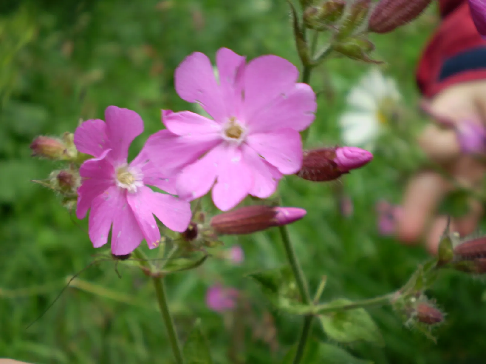 Bevan's Variety Geranium (Geranium Macrorrhizum 'Bevan's Variety') — purple flowers in the garden; typically reaching heights of 12 to 18 inches with a similar