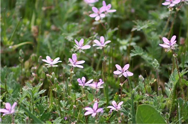 Bevan's Variety Geranium (Geranium Macrorrhizum 'Bevan's Variety') — ground cover / perennial for full or half