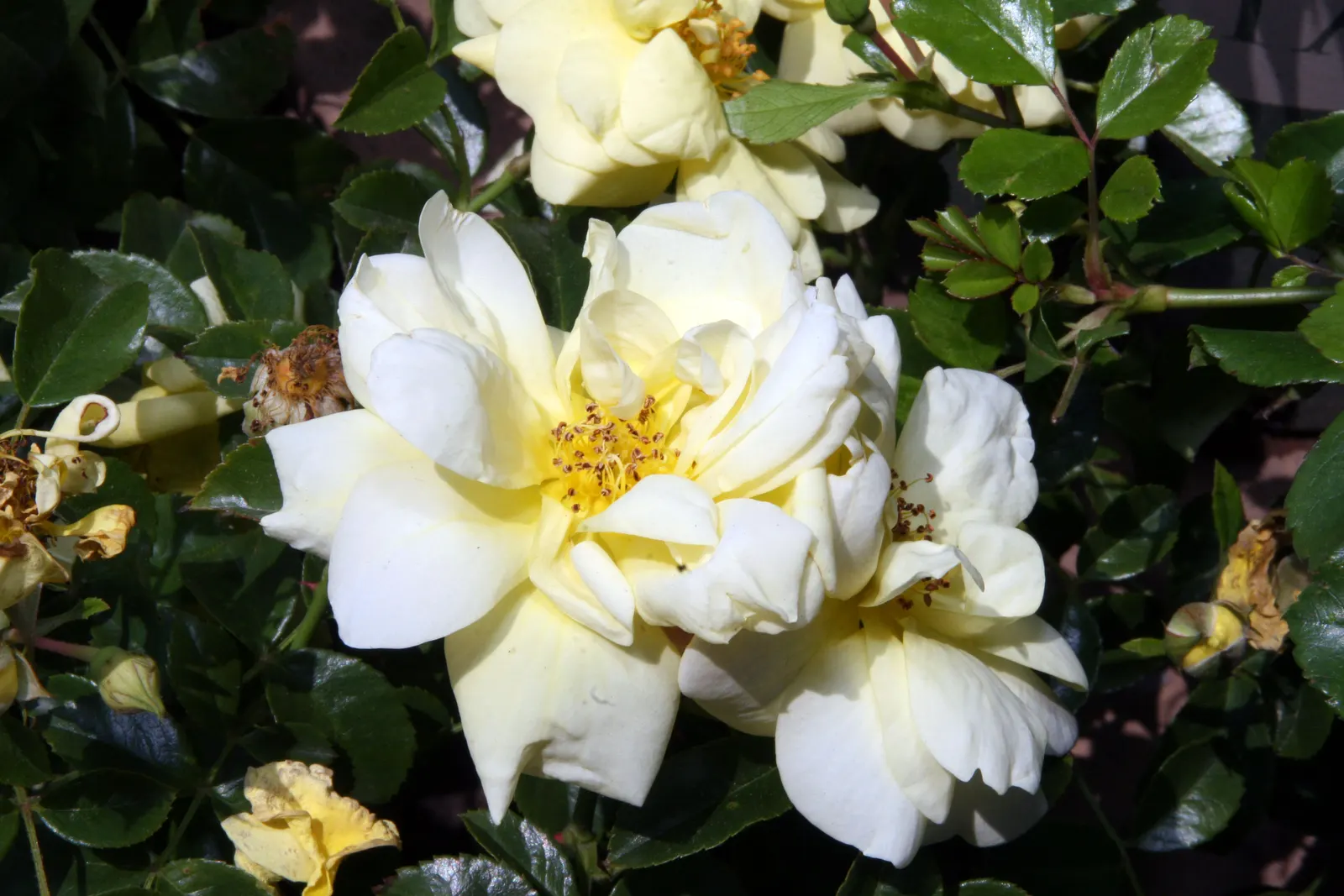Yellow Carpet Rose (Rosa Flower Carpet Yellow) — offering disease resistance and drought tolerance