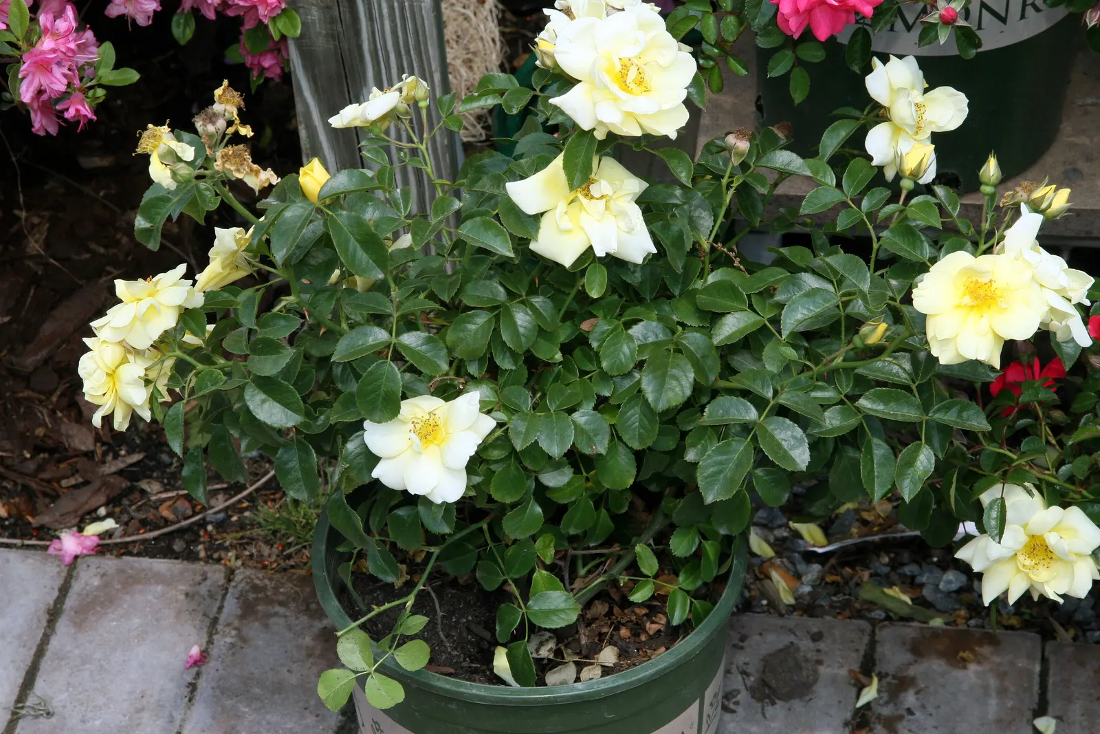 Yellow Carpet Rose (Rosa Flower Carpet Yellow) — This low-maintenance ground cover rose reaches about 2-2.5 feet in height and spreads up to 3 feet