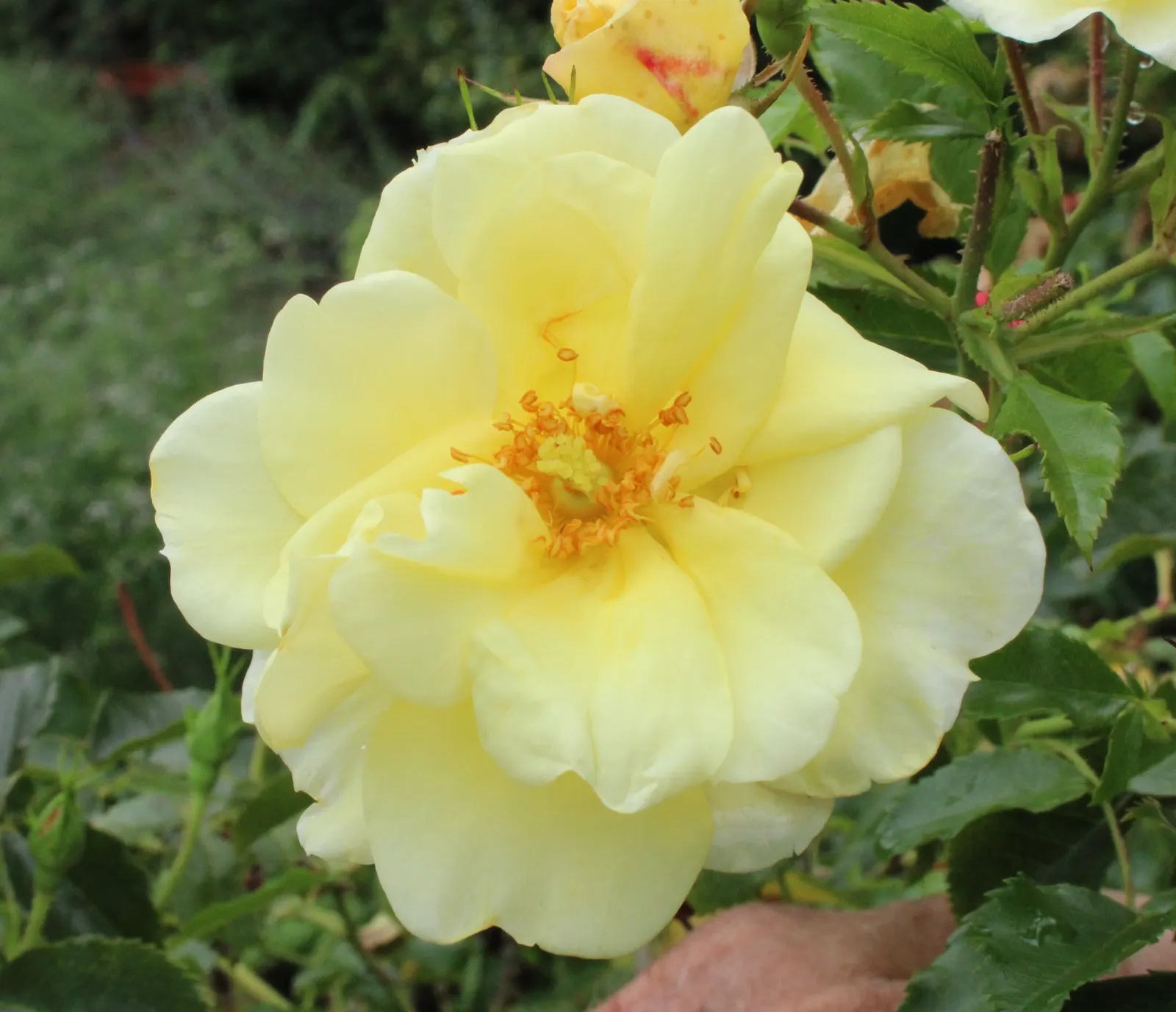 Yellow Carpet Rose (Rosa Flower Carpet Yellow) — Ideal for borders and mass plantings
