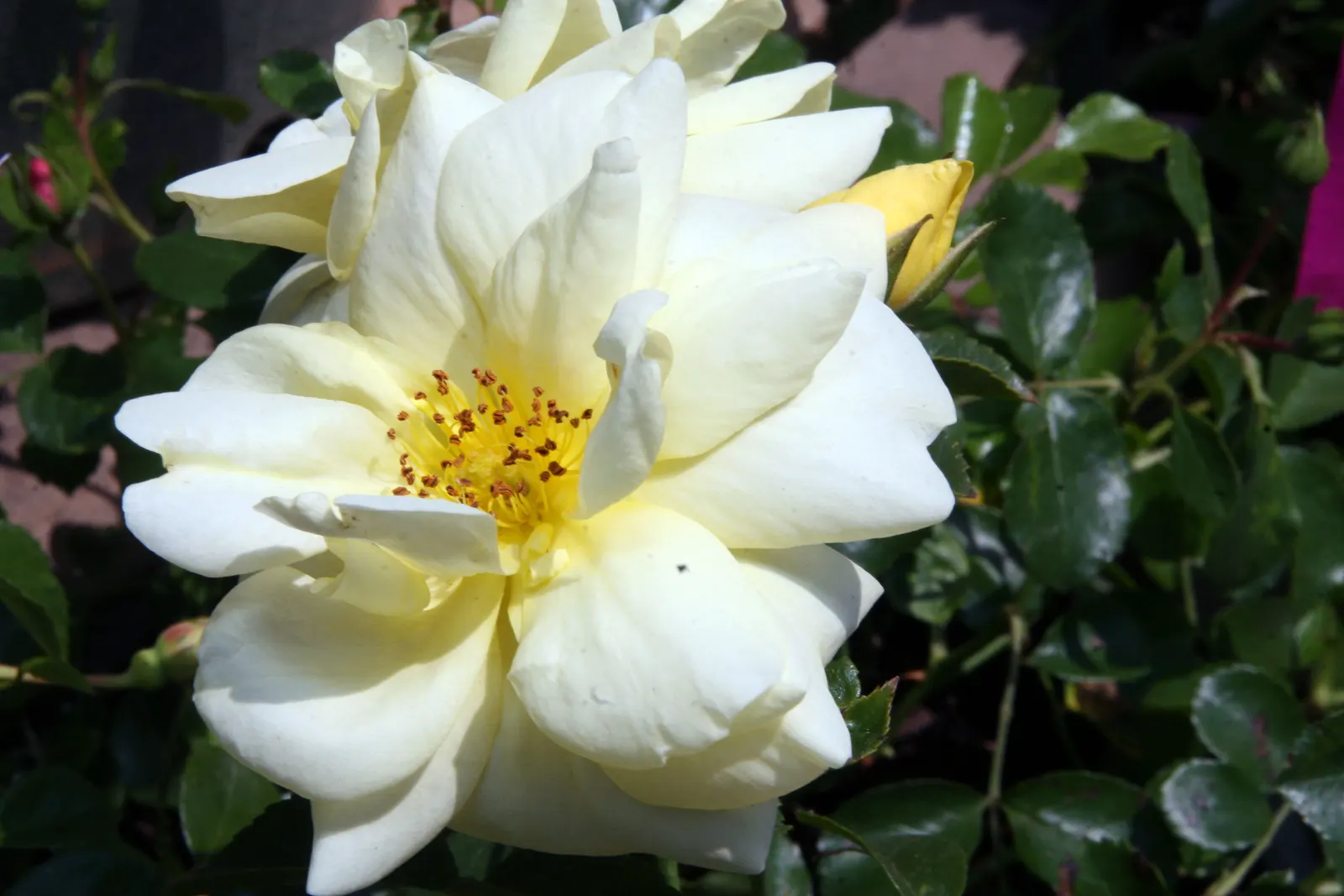 Yellow Carpet Rose (Rosa Flower Carpet Yellow) — semi-double flowers that bloom from late spring to fall frost