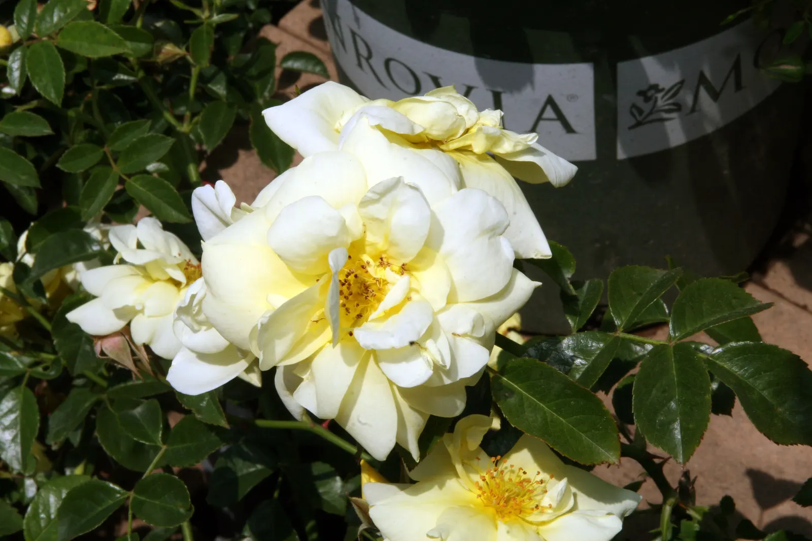 Yellow Carpet Rose (Rosa Flower Carpet Yellow) — 'Rosa Flower Carpet Yellow' presents a vibrant display of sunny yellow