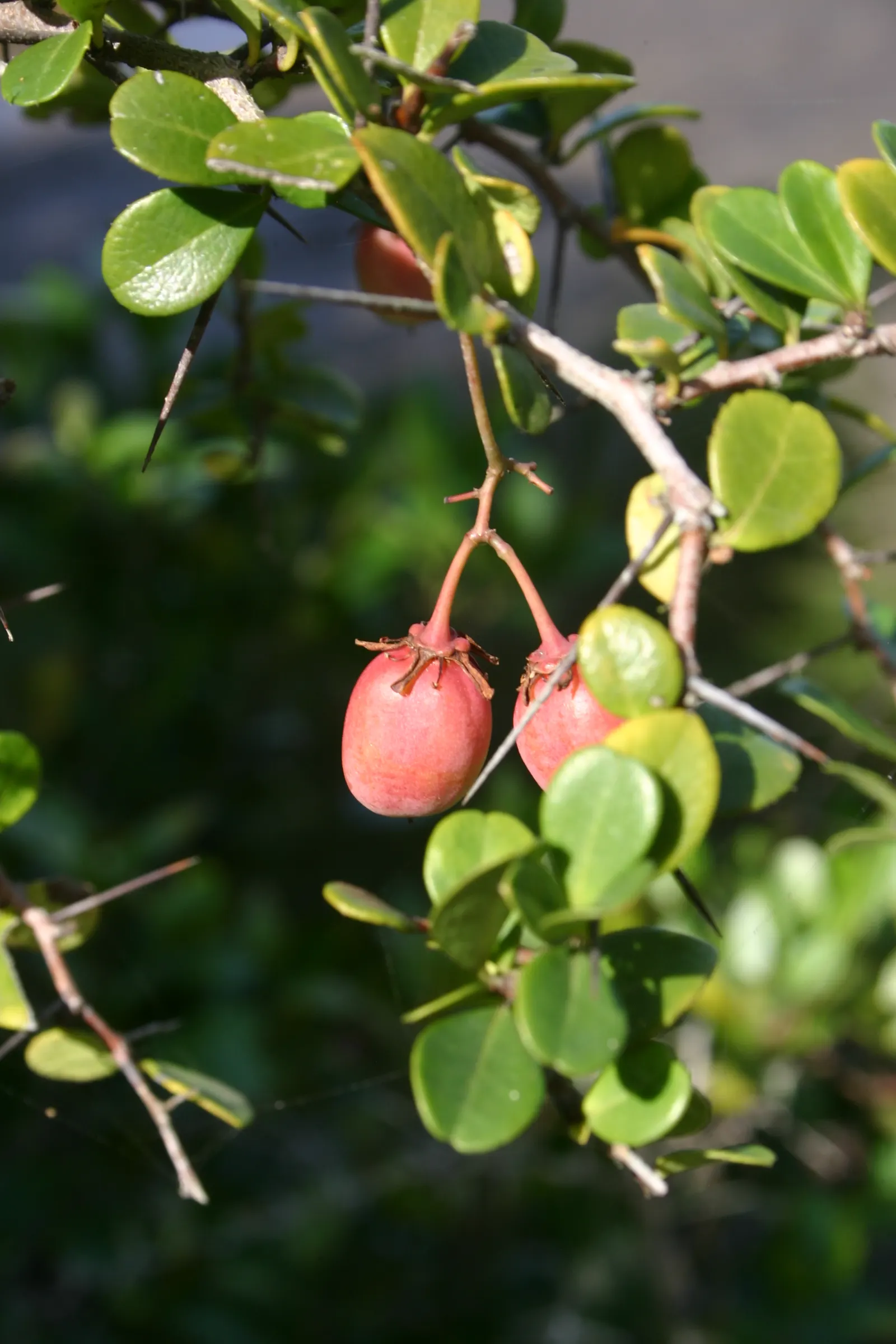 Mayten Tree (Maytenus Boaria) — scientifically named Maytenus boaria