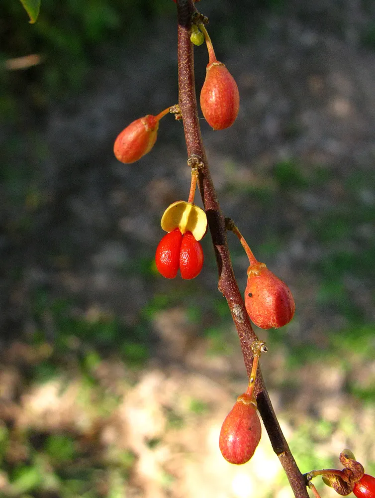 Mayten Tree (Maytenus Boaria) — Its non-invasive root system makes it suitable for locations near paths or structures; the tree is drought-tolerant, image 92