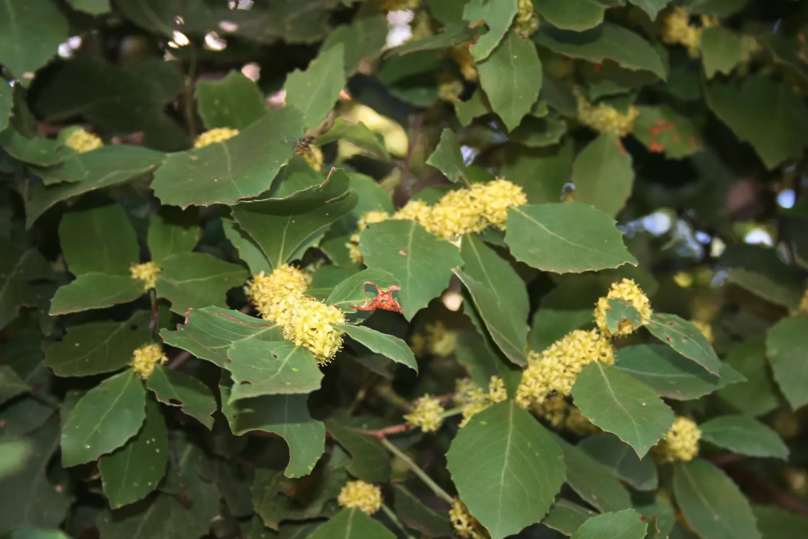 Mayten Tree (Maytenus Boaria) — providing a subtle sense of enclosure without overwhelming the space