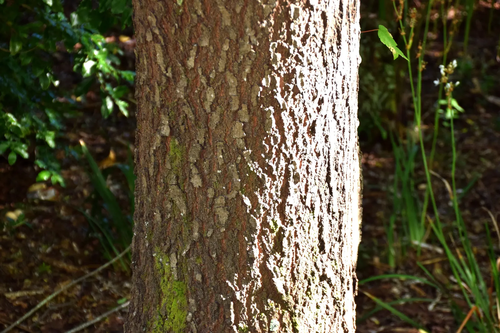 Mayten Tree (Maytenus Boaria) — it should be situated in full sun to partial shade