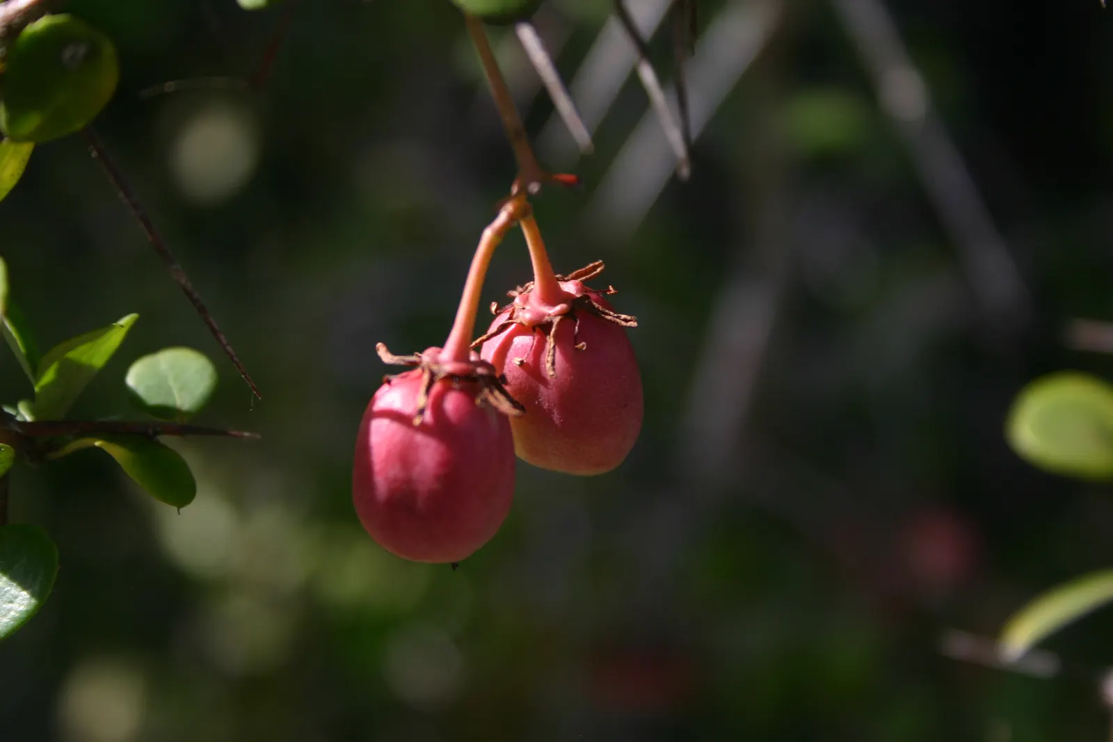 Mayten Tree (Maytenus Boaria) — is an elegant and versatile evergreen species hailing from South America