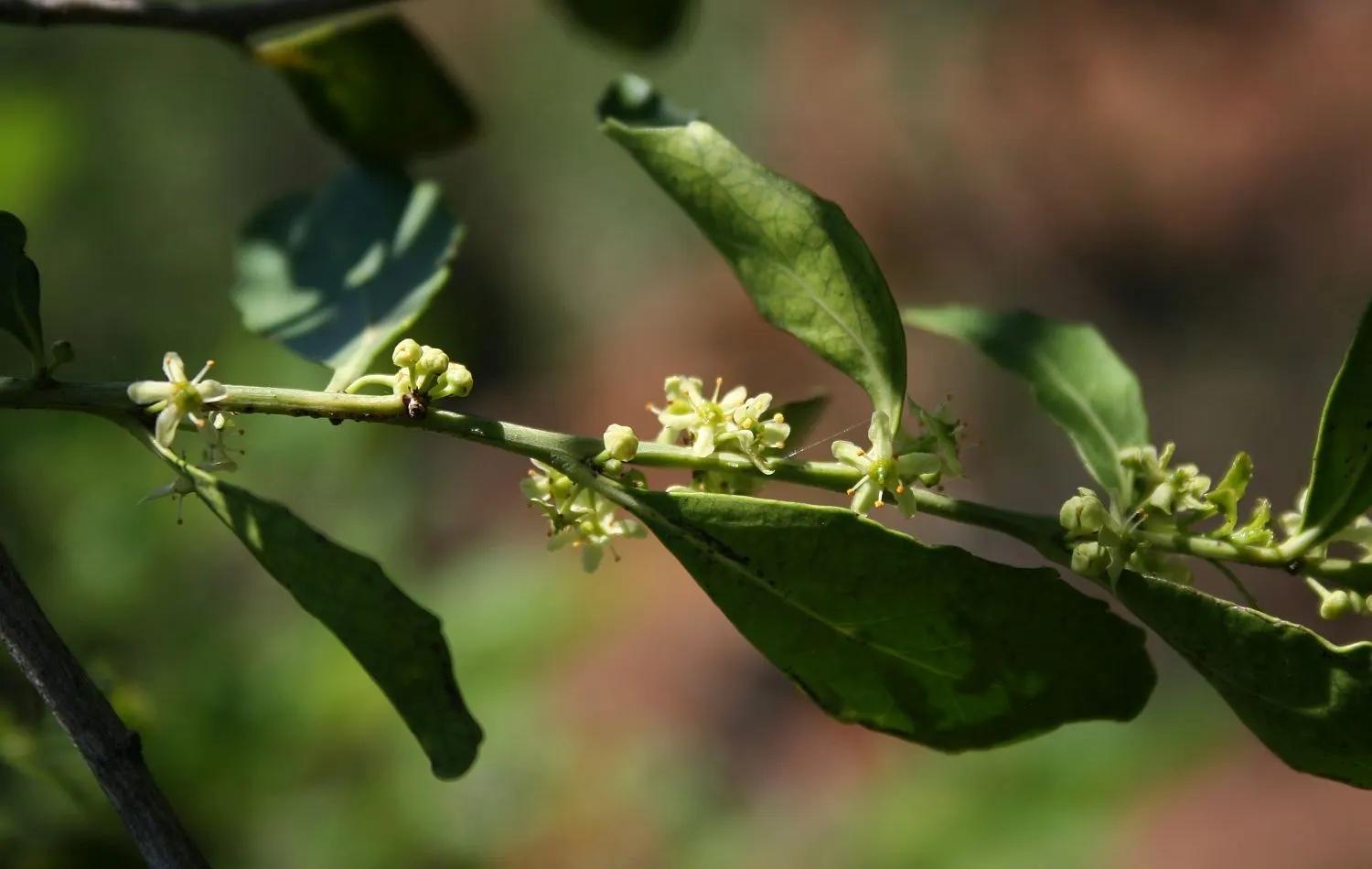 Mayten Tree (Maytenus Boaria) — the tree is drought-tolerant once established