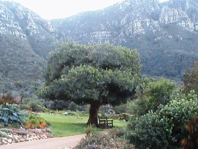 Mayten Tree (Maytenus Boaria) — the Mayten Tree forms a naturally rounded canopy