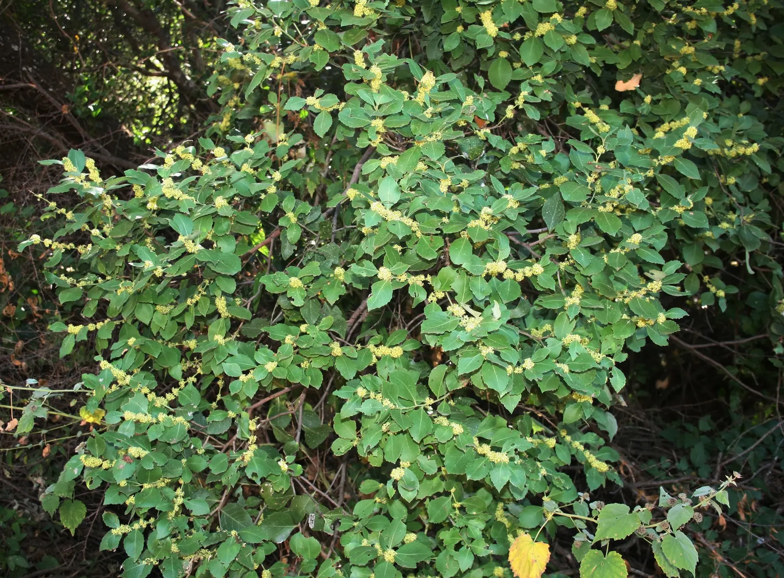 Mayten Tree (Maytenus Boaria) — As a graceful addition to any landscape; the Mayten Tree forms a naturally rounded canopy, image 81