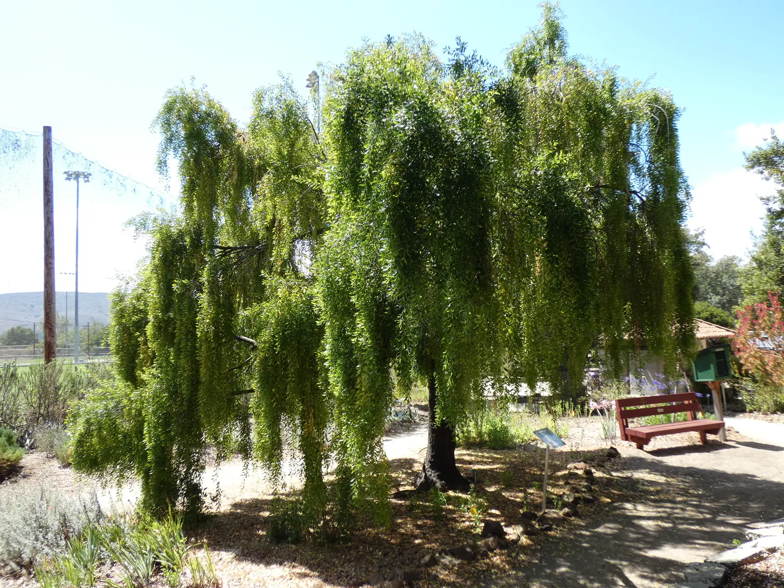 Mayten Tree (Maytenus Boaria) — the tree is drought-tolerant once established; its non-invasive root system makes it suitable for locations near, image 89