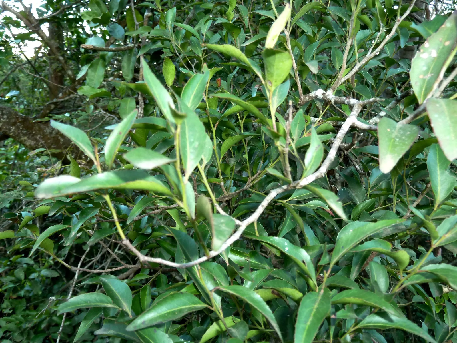 Mayten Tree (Maytenus Boaria) — this tree is recognized for its fine
